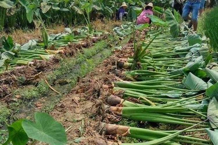 芋头什么时候施肥能高产量