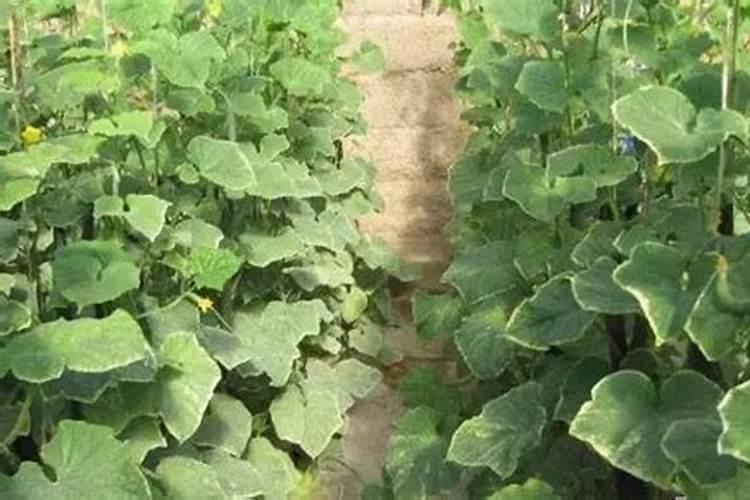 黄瓜施肥不当镶金边 施肥方法总结