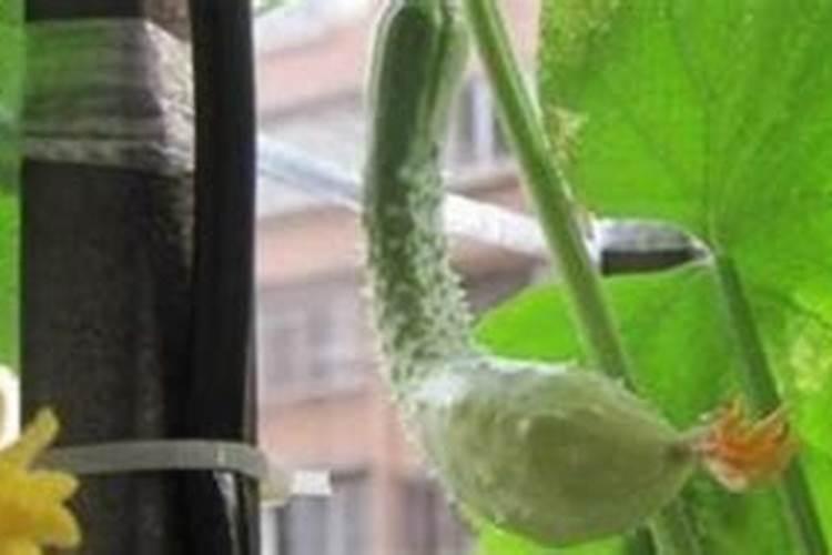 黄瓜大头是缺什么肥