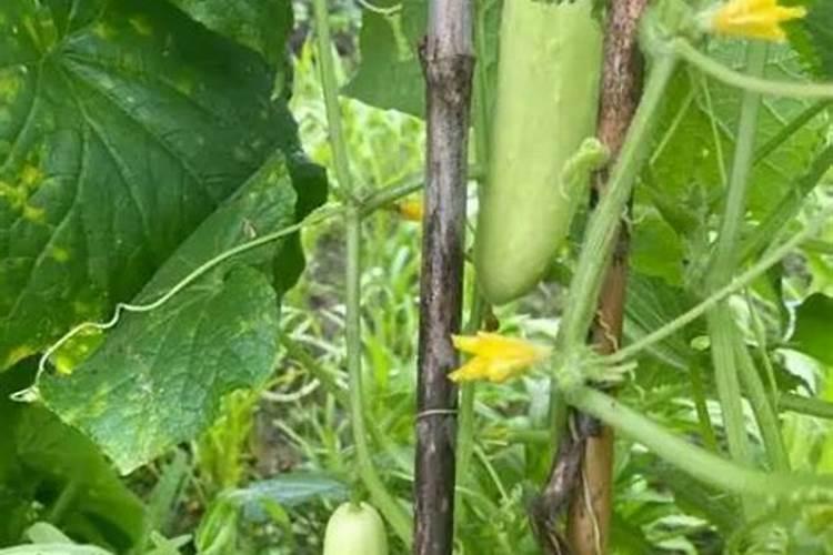 黄瓜栽培可施用的钙肥有哪些？