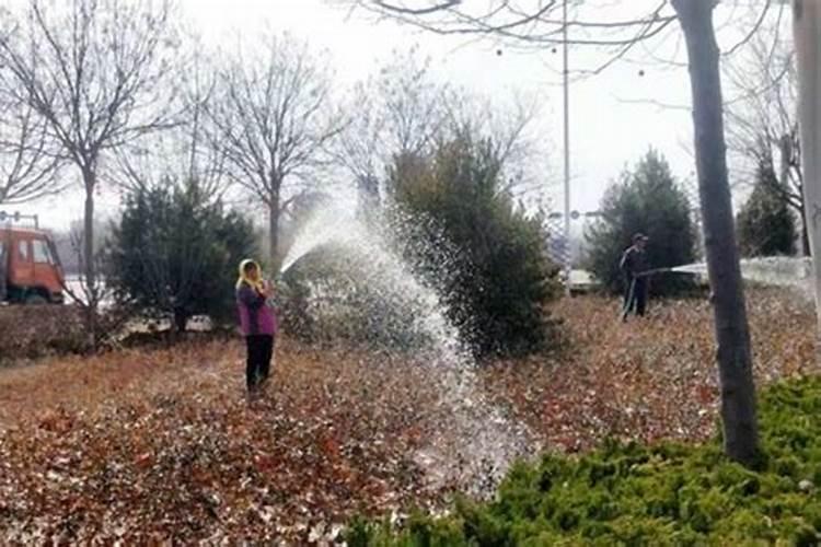 如何给苗木浇“返青水”？