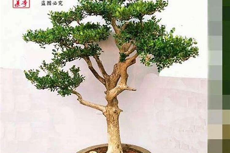 黄杨怎么浇水施肥