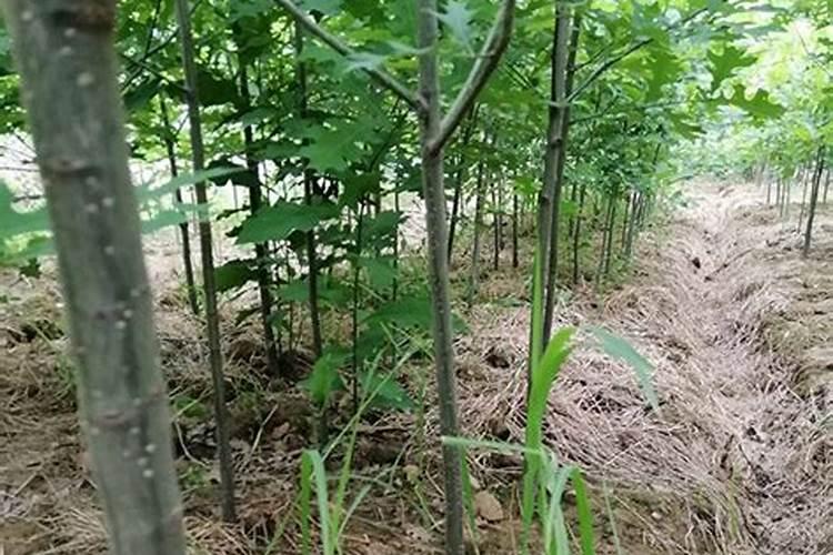 娜塔栎苗木怎么管理施肥
