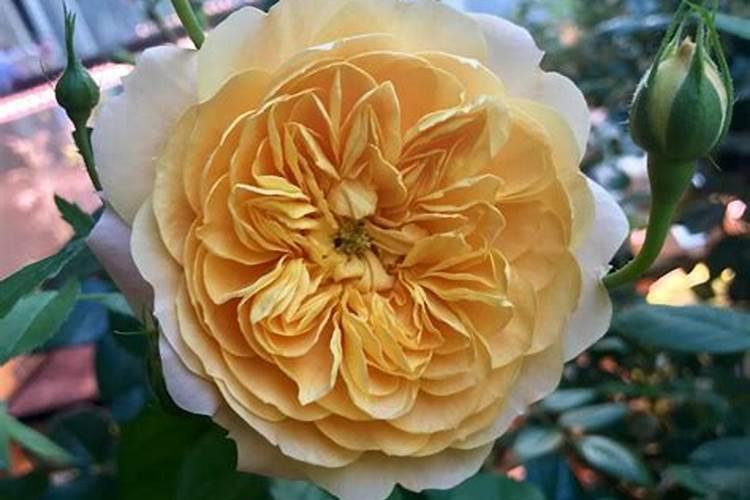 养花怎么补磷肥、磷肥可以养花吗