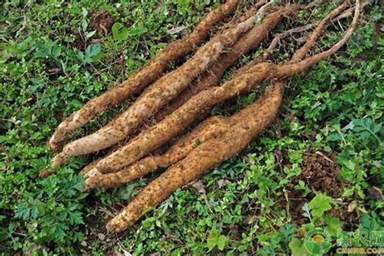 山药栽培常见病害 防治技术总结