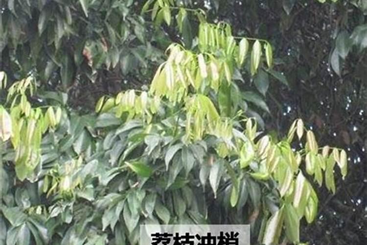 荔枝如何进行控梢促花