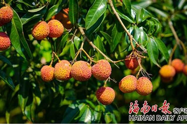 荔枝怎么才能提高产量