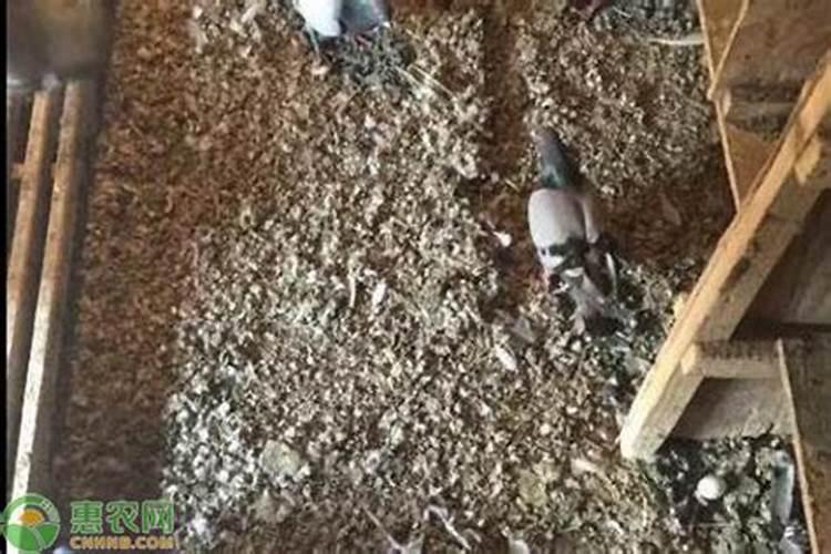 发酵好的鸽子粪是什么肥料它的用处是什么