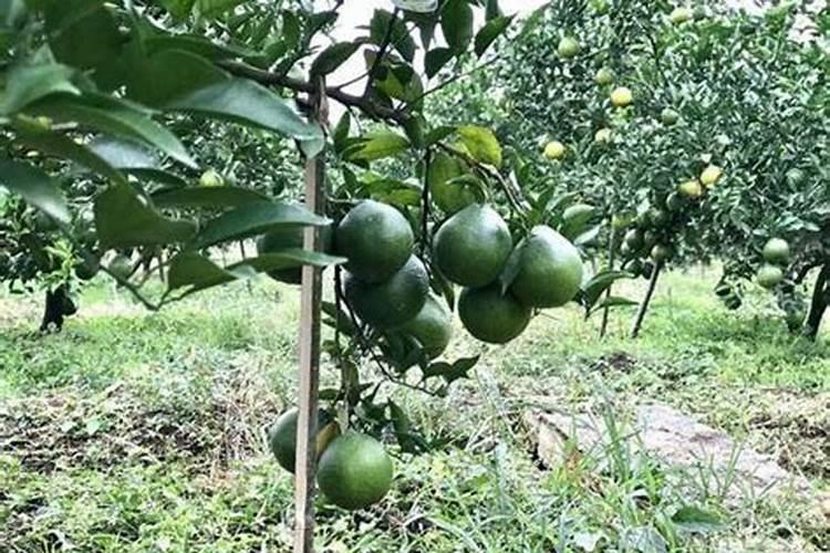 柑橘树施水溶肥吗怎么施好？