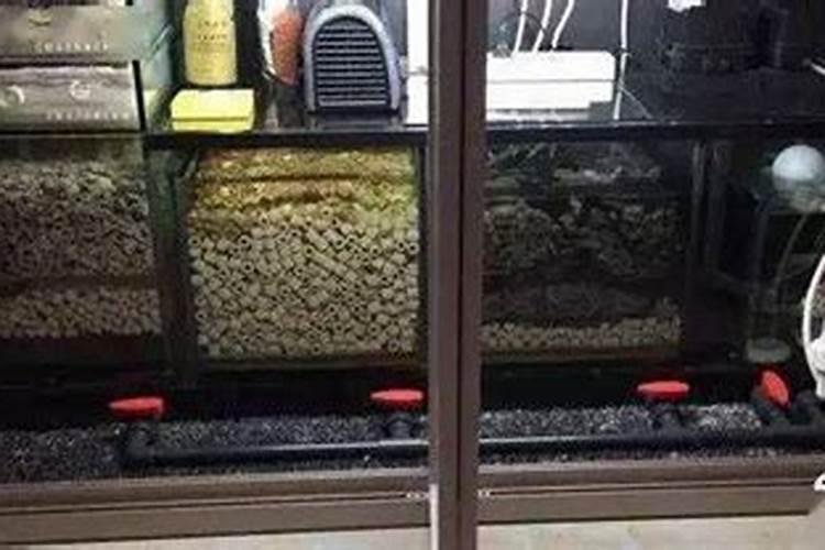 鱼缸硝化细菌的正确使用方法