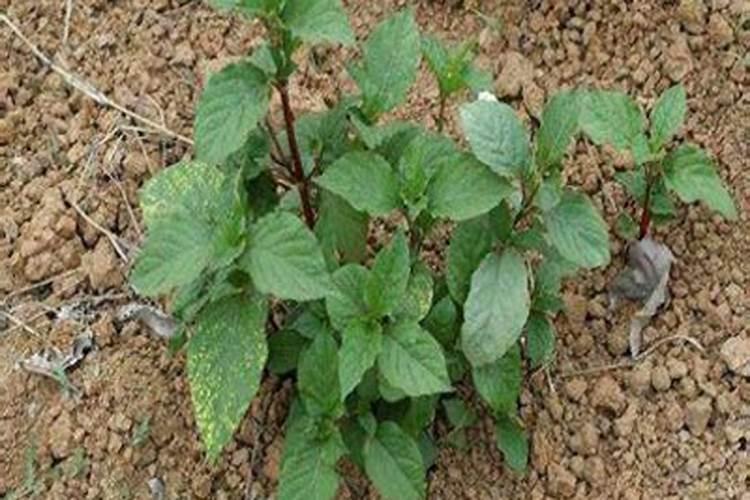 牛膝价格多少钱一斤 牛膝的功效与作用是什么