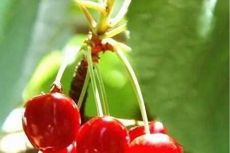 樱桃花开得多坐果率低怎么回事(花开得不少怎样能多坐果)