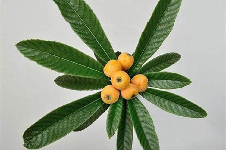 枇杷叶面肥几月份用才好一点？