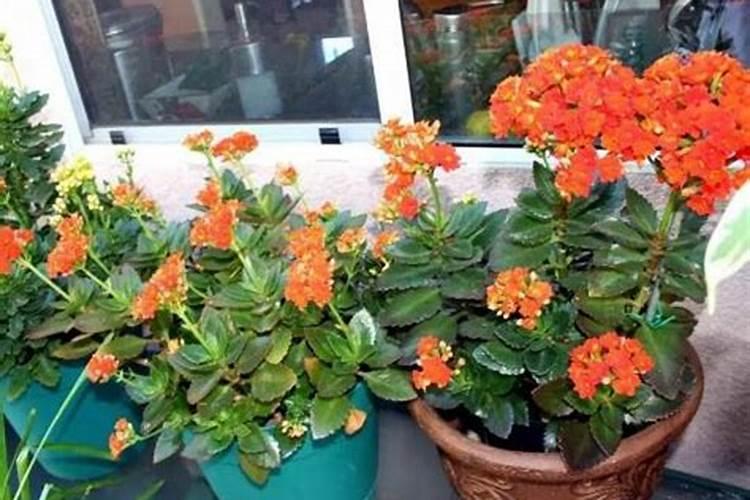 长寿花夏天可以施肥吗,长寿花施肥技巧