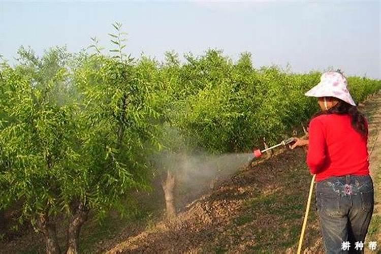 喷施植物生长调节剂改善植株的长势,应该注意什么？