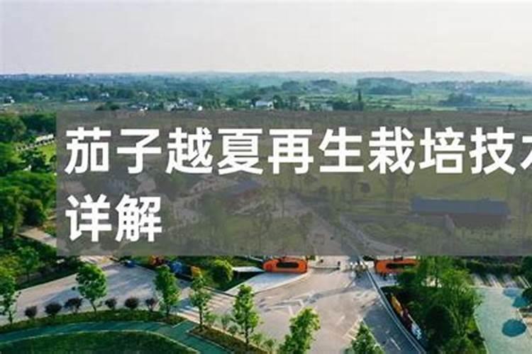 哪些茄子品种适宜越夏栽培？