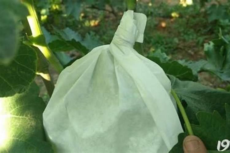 阳光玫瑰套袋前打什么药