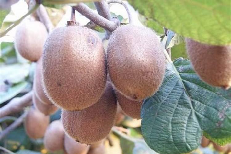 为什么猕猴桃种植需要特别补充钾元素？