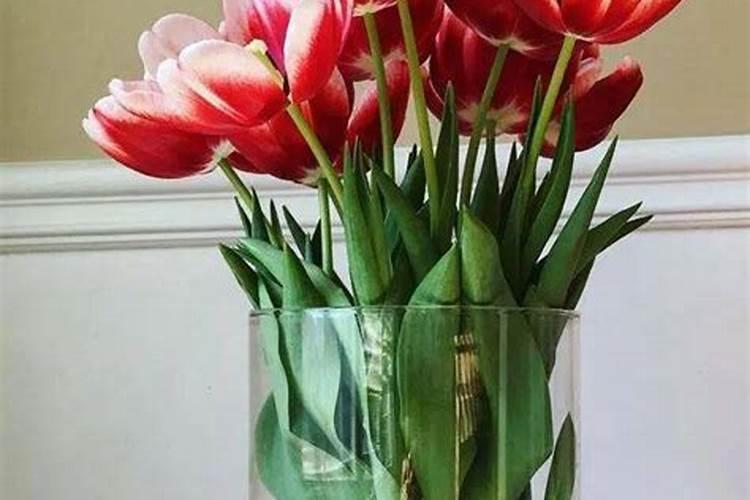 水培郁金香可以用磷酸二氢钾吗