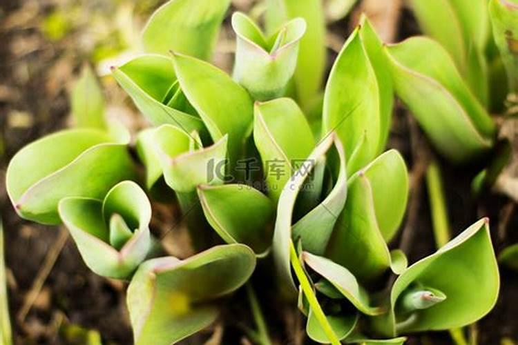 郁金香叶子的作用(郁金香叶子,隐藏的宝物,养花人的秘密武器)