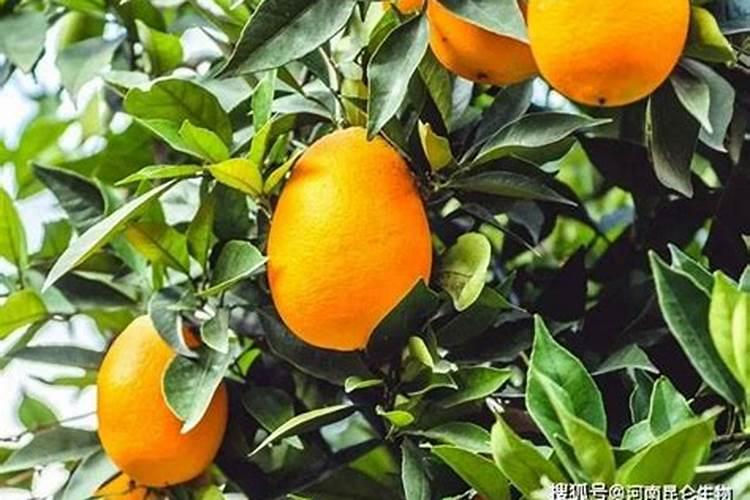 橙子树六月膨果可以施过磷酸钙吗？