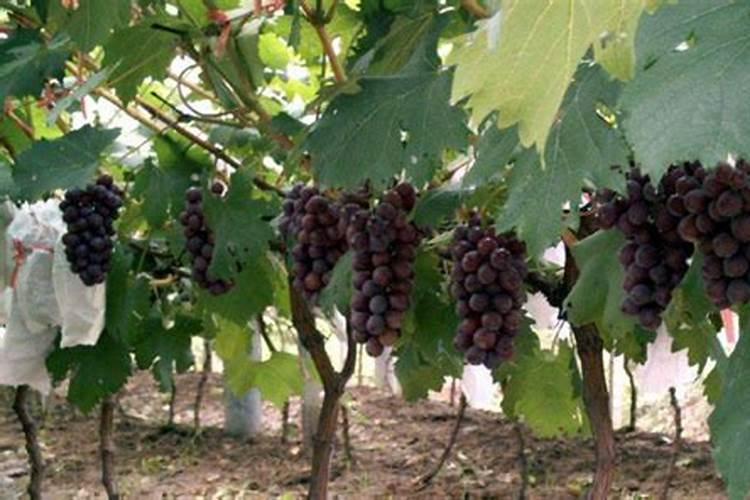 夏黑葡萄栽培技术与产量