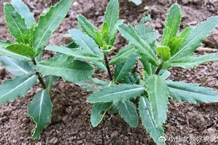 有一种草叫忘尤草,它的功效是什么？