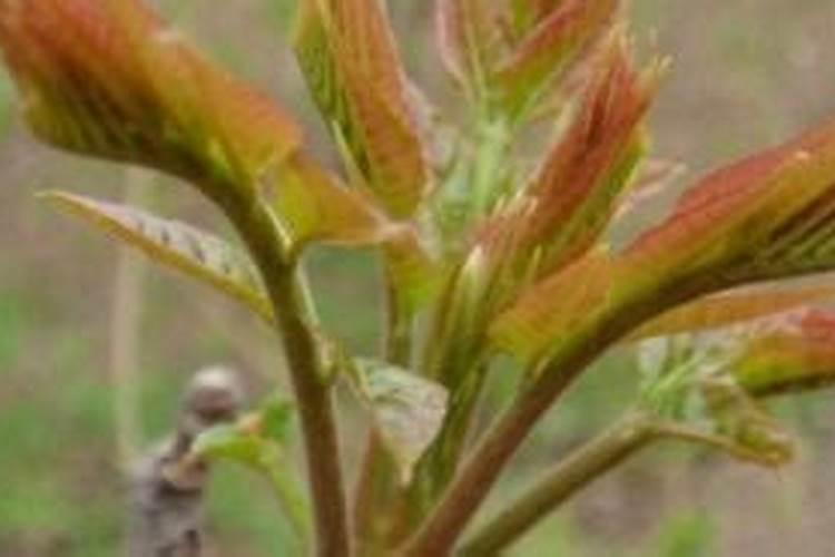 香椿树施什么肥长的快