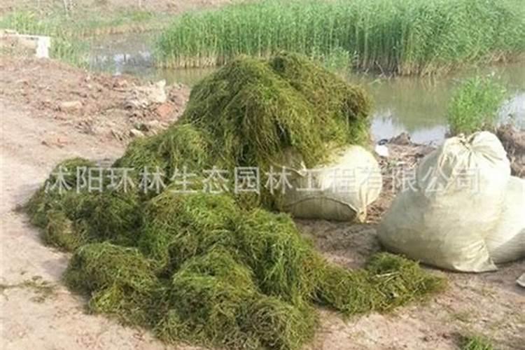 钾肥加复合肥对伊乐藻有用吗