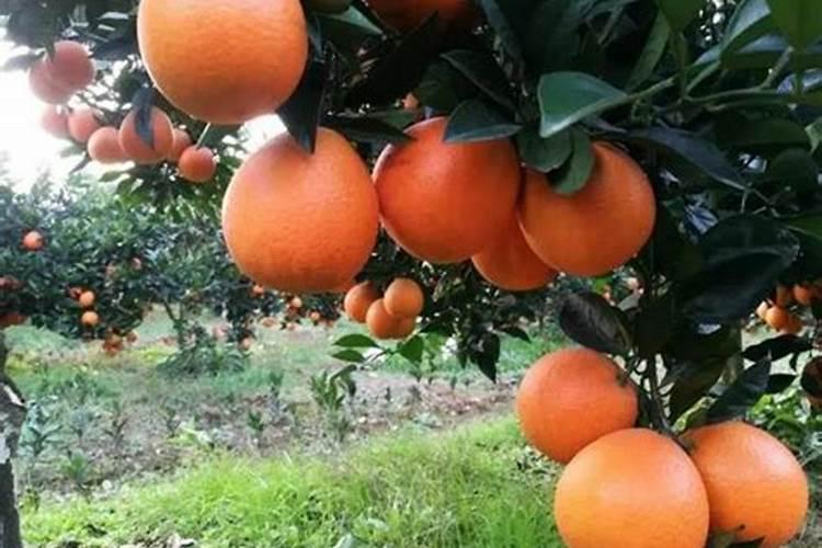 脐橙第一年挂果全部裸光是什么原因？