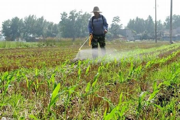 今天我打玉米地,把大豆除草剂喷上了,七亩地喷了一亩多地的大豆除草剂...