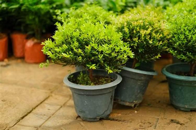 黄杨用什么肥料最好