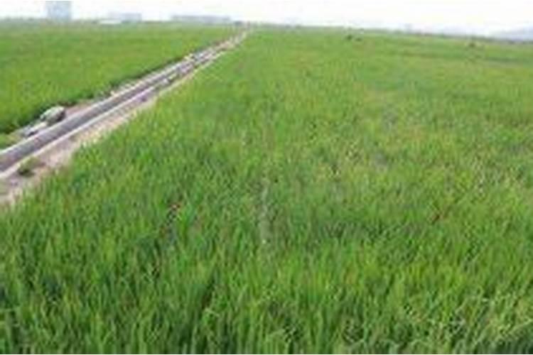 水稻直播应怎样施肥？