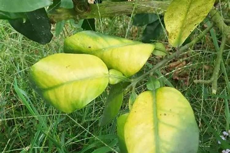 蔬菜长期施用镁肥什么后果