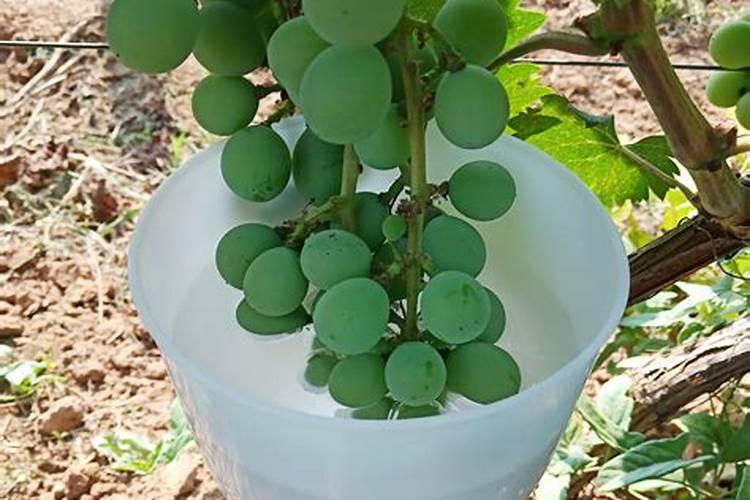 葡萄浸果的药是些什么成分