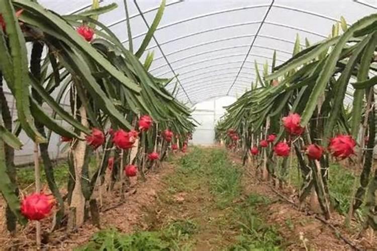 火龙果需要什么肥料 时间久了盆土都会溢出