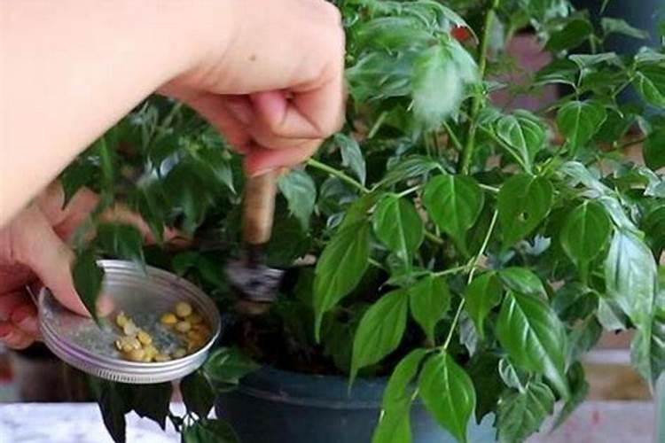 富贵树施肥过多的表现？