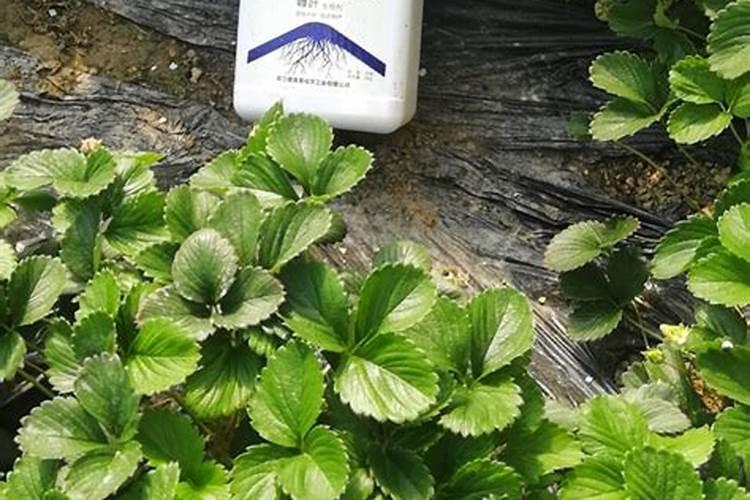 如何施肥能让草莓高产