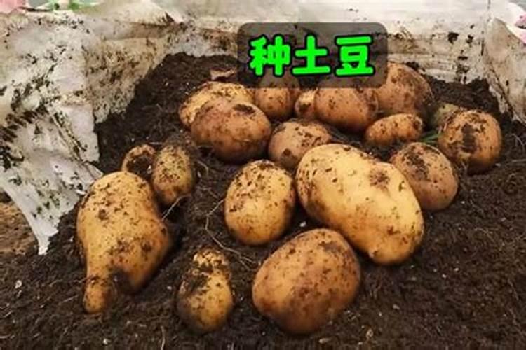 土豆追肥时间和追什么肥 种土豆芽朝上还是朝下