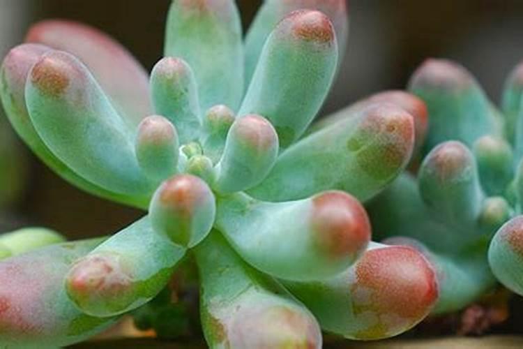 多肉叶子脱落皱怎么办