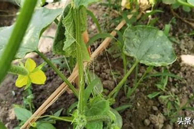 颗粒水溶肥有什么成分？大棚黄瓜用合适吗？