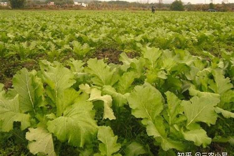 氨基酸对化学肥料有哪些增效作用 ？