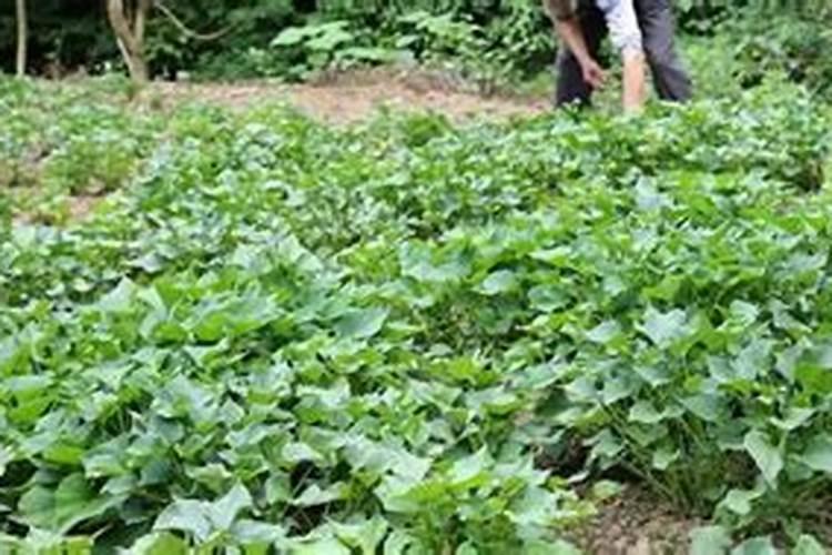 红薯苗被肥料烧怎么救