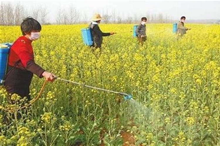 油菜如何喷施硼肥？油菜施硼肥注意事项？