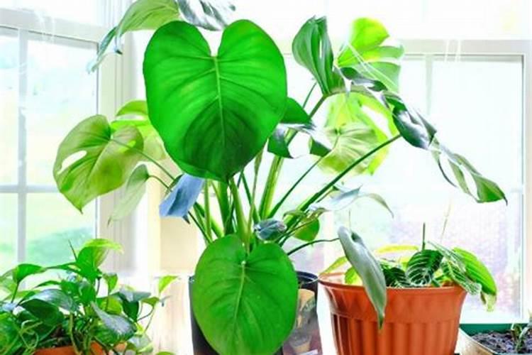 植物叶子用什么肥料能变大变厚？