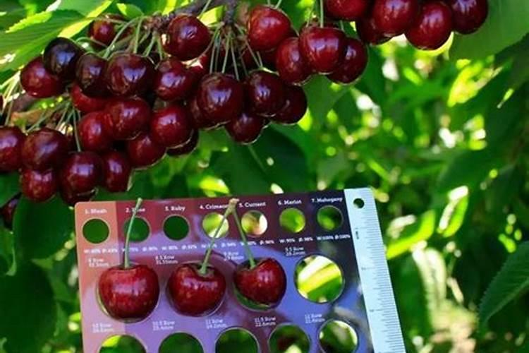 怎样施肥才能提高大樱桃的坐果率