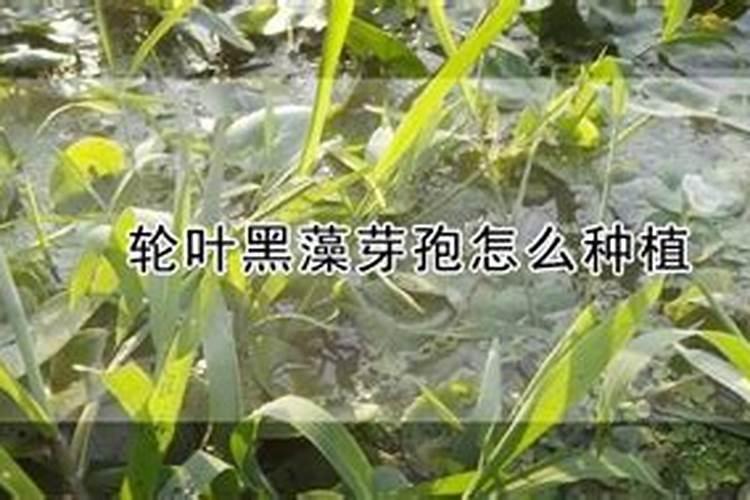 轮叶黑藻芽孢怎么种植