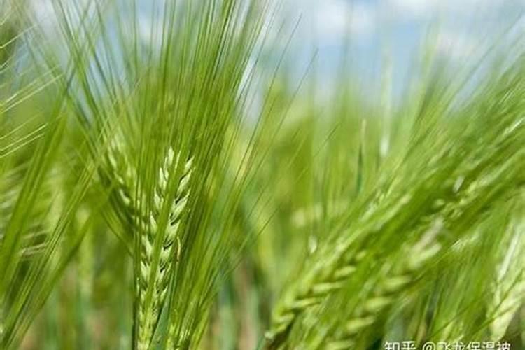小麦使钾肥高产吗