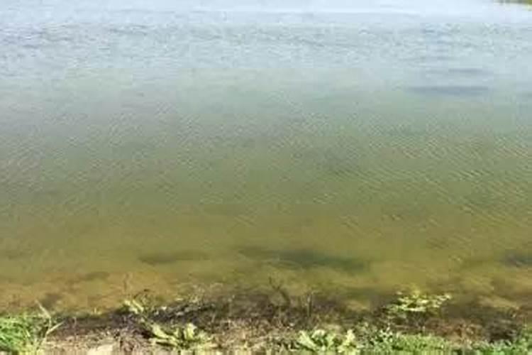 鱼塘肥水的最佳方法