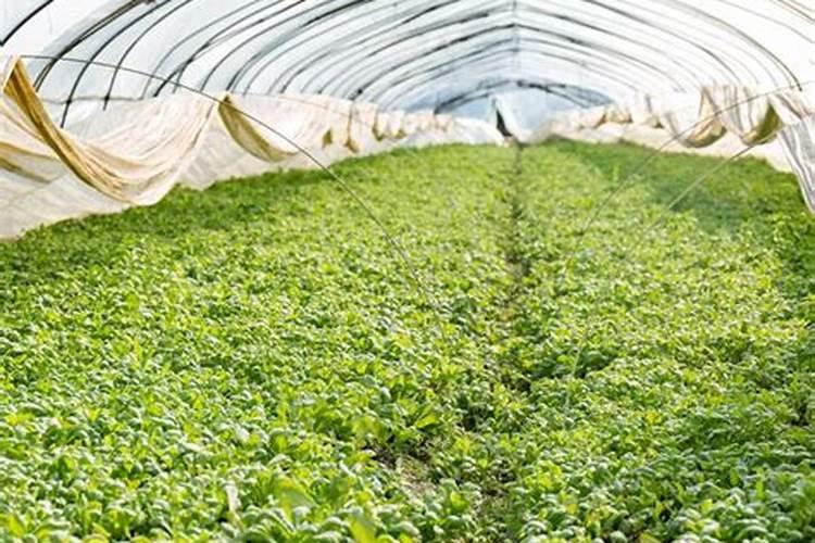 冬天可以种菜吗,冬天种菜注意事项